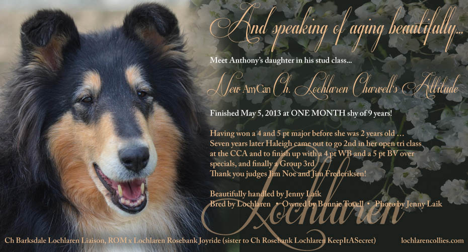 Lochlaren Collies -- CH Lochlaren Charvell's Attitude
