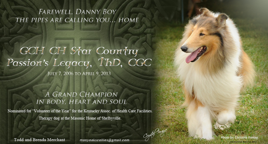 Many Oaks Collies -- GCH Star Country Passion's Legacy ThD, CGC