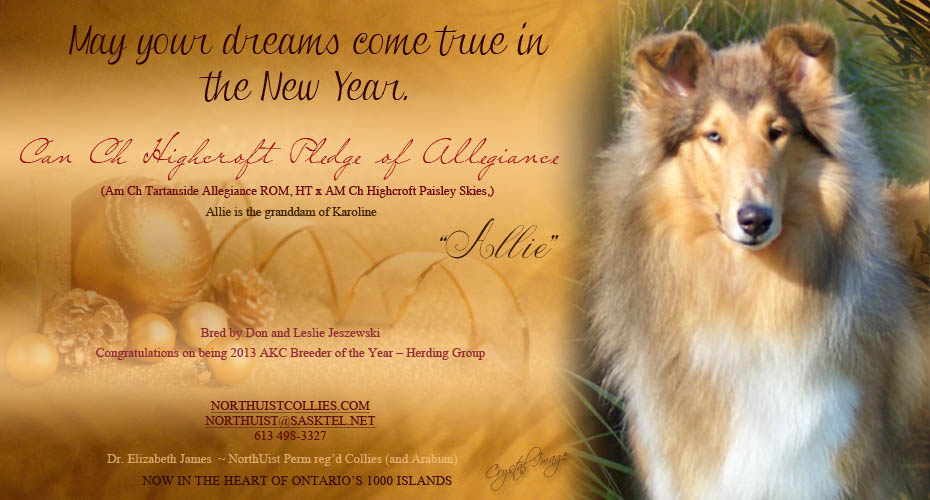 NorthUist Collies -- CAN CH Highcroft Pledge of Allegiance