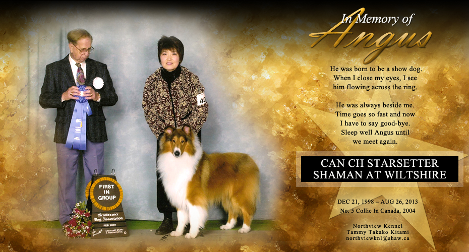 Northview Collies -- In Memory of CAN CH Starsetter Shaman At Wiltshire