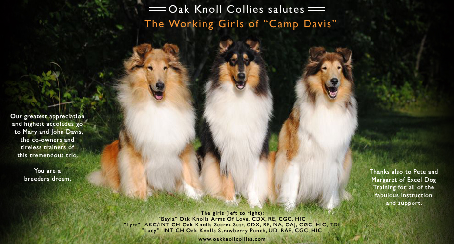 Oak Knoll Collies -- Oak Knolls Arms Of Love CDX, R,E CGC, HIC, AKC/INT CH Oak Knolls Secret Star CDX, RE, NA, OAJ, CGC, HIC, TDI and  INT CH Oak Knolls Strawberry Punch UD, RAE, CGC, HIC 
