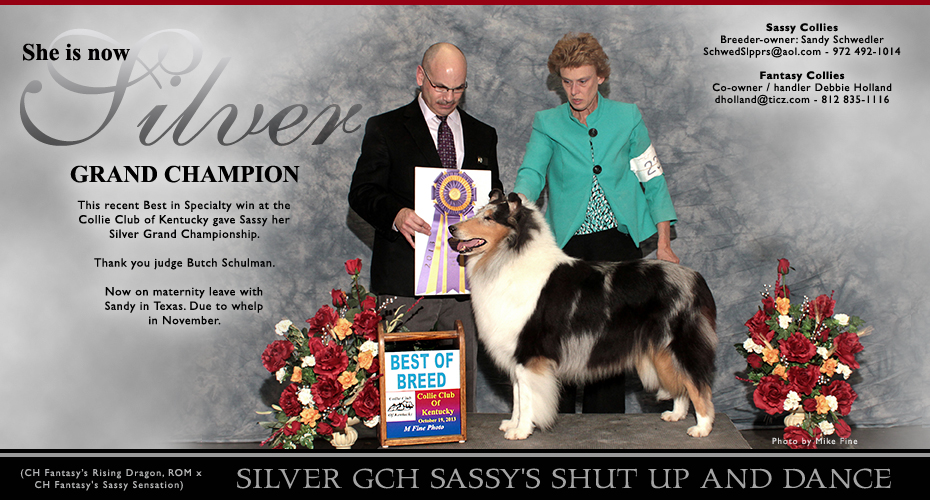 Sassy Collies -- Fantasy Collies -- Silver GCH Sassy's Shut Up And Dance
