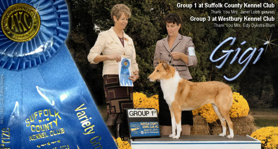 SugarNSpice Collies -- Silver GCH Fashion's Glamourus Gal, IT, CGC