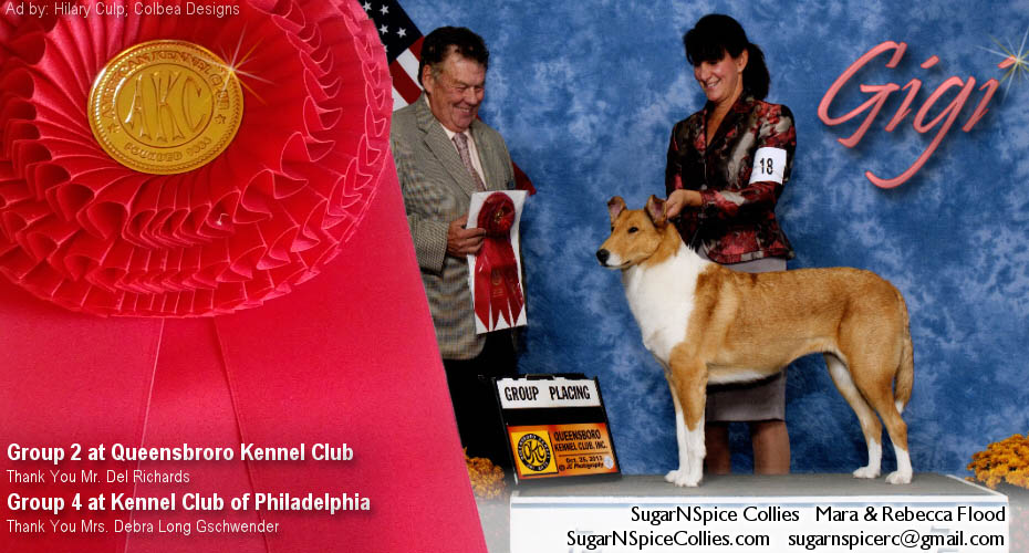SugarNSpice Collies -- Silver GCH Fashion's Glamourus Gal, IT, CGC