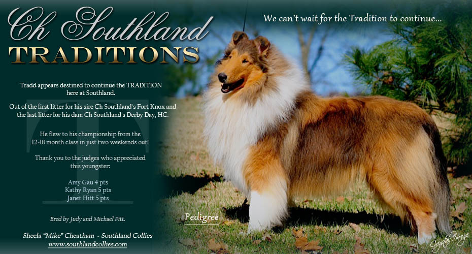 Southland Collies -- Southland's Folly Beach