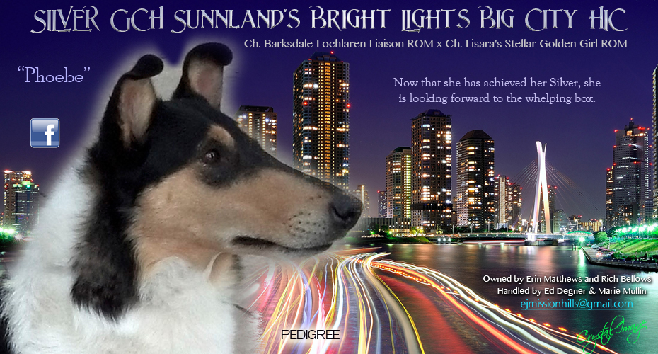 Sunnland Collies -- Silver GCH Sunnland's Bright Lights Big City