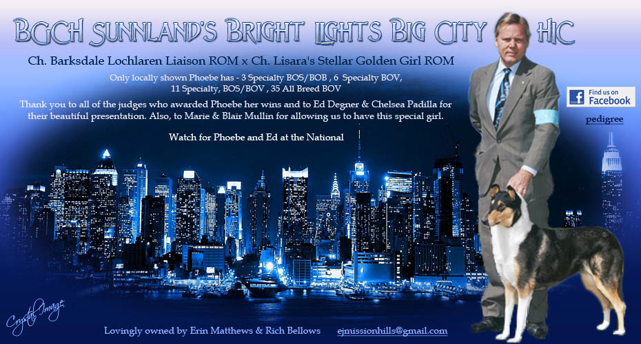 Sunnland Collies -- Bronze GCH Sunnland's Bright Lights Big City
