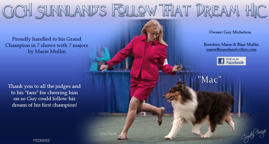 Sunnland Collies -- GCH Sunnland's Follow That Dream HIC