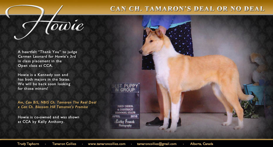 Tamaron Collies -- CAN CH Tamaron's Deal Or No Deal