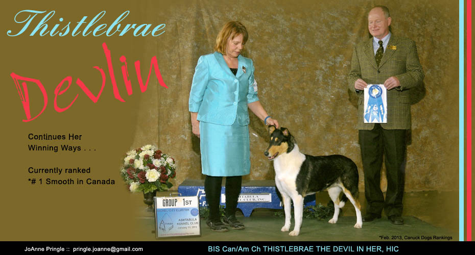 Thistlebrae Collies -- CAN/AM CH Thistlebrae The Devil In Her, HIC