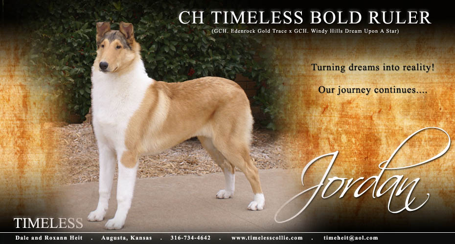 Timeless Collies -- CH Timeless Bold Ruler