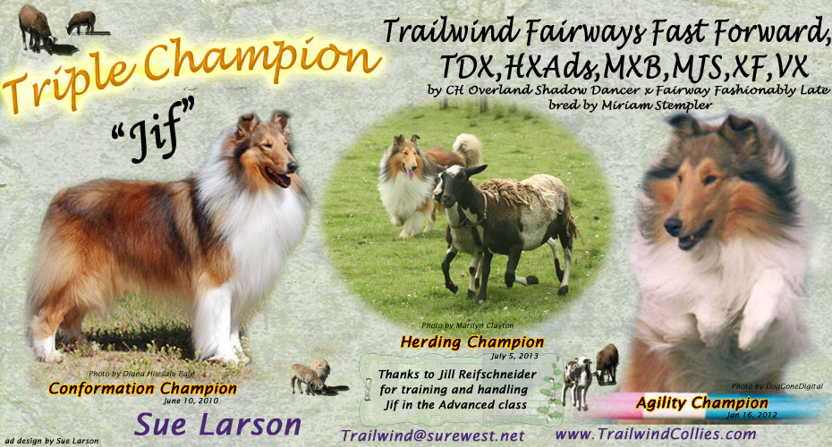 Trailwind Collies -- CH Trailwind Fairways Fast Forward, TDX, HDX, HXAds, MXB, MJS, XF, VX
