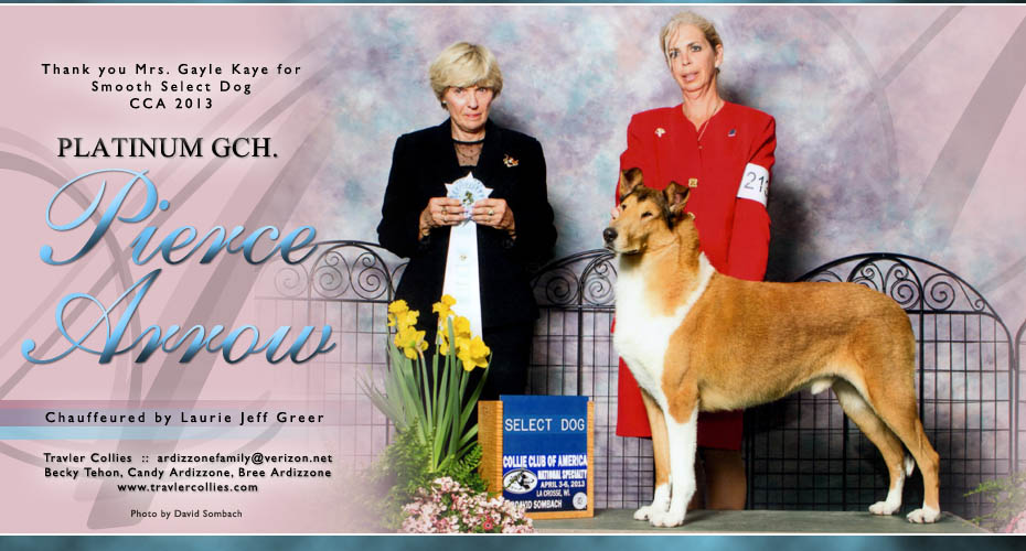 Travler Collies -- Platinum GCH Travler's Pierce Arrow