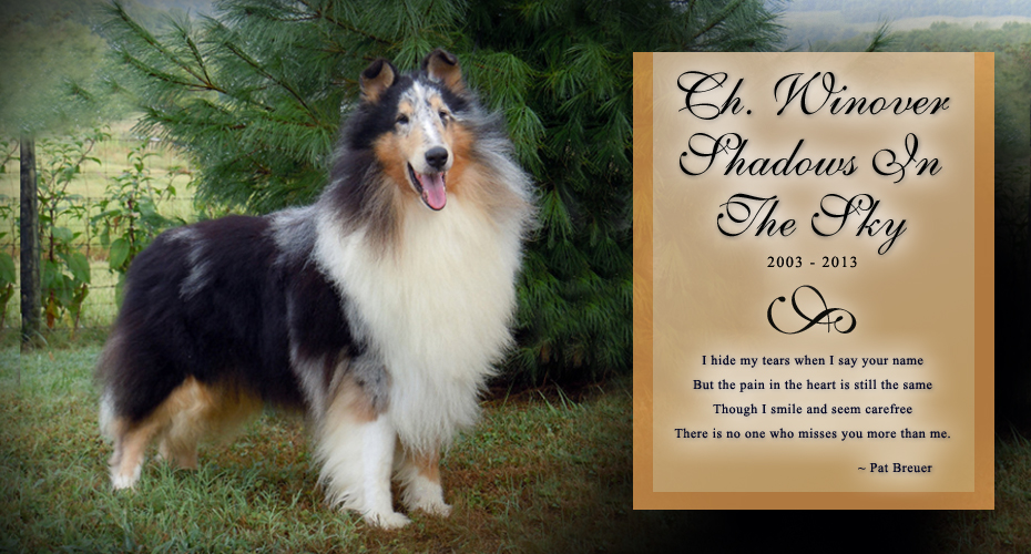 Winover Collies -- In Loving Memory of CH Winover Shadows In The Sky
