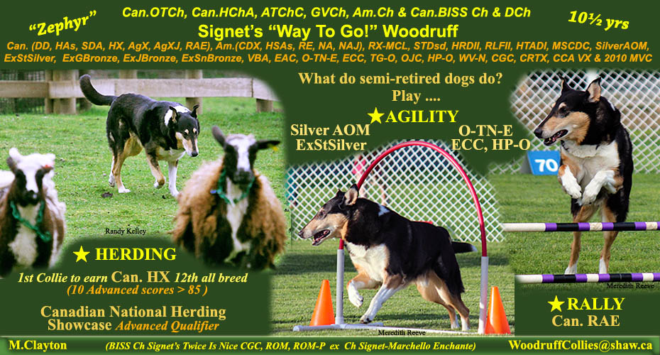 Woodruff Collies --Can.OTCh, Can.HChA, ATChC, GVCh., Am.Ch. & BISS Can.Ch & DCh. Signet's "Way To Go!" Woodruff, Can.(DD, HAs,SDA, HX, AgX, AgXJ, RAE), Am.(CDX, HSAs, RE, NA, NAJ), STDsd, HRDII, RLFII,HTADI, Silver AOM, ExStSilver, ExGBronze, ExJBronze, ExSBronze, BVA, MSCDC,EAC, O-TN-E, ECC, TG-O, OJC, HP-O,WV-N, RX-MCL, CGC, CRTX, VX, AOM III