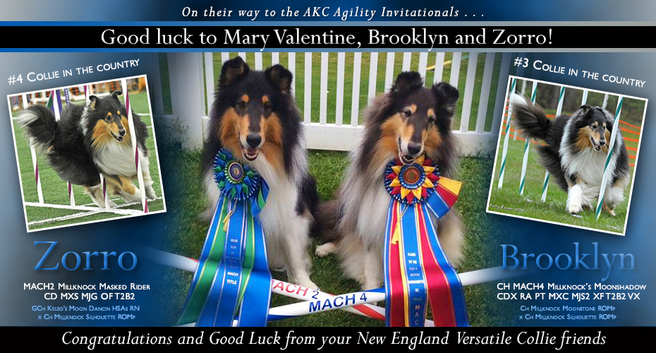 New England Versatile Collie Friends -- Good Luck to Mary Valentine, Brooklyn and Zorro!