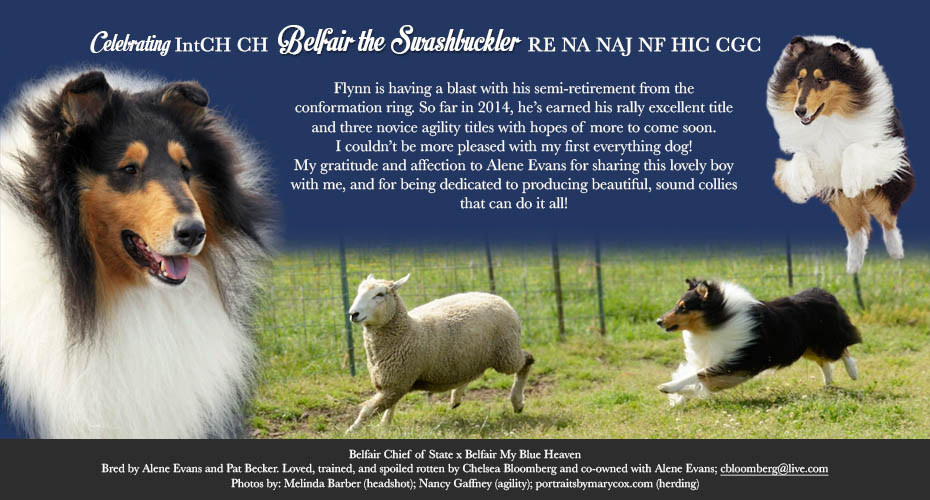 Chelsea Bloomberg -- INT CH / CH Belfair The Swashbuckler RE NA NAJ NF HIC CGC