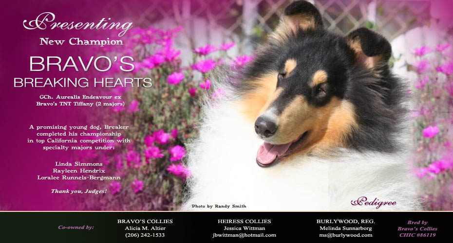 Burlywood Collies -- GCH Burlywood Bright And Early HIC