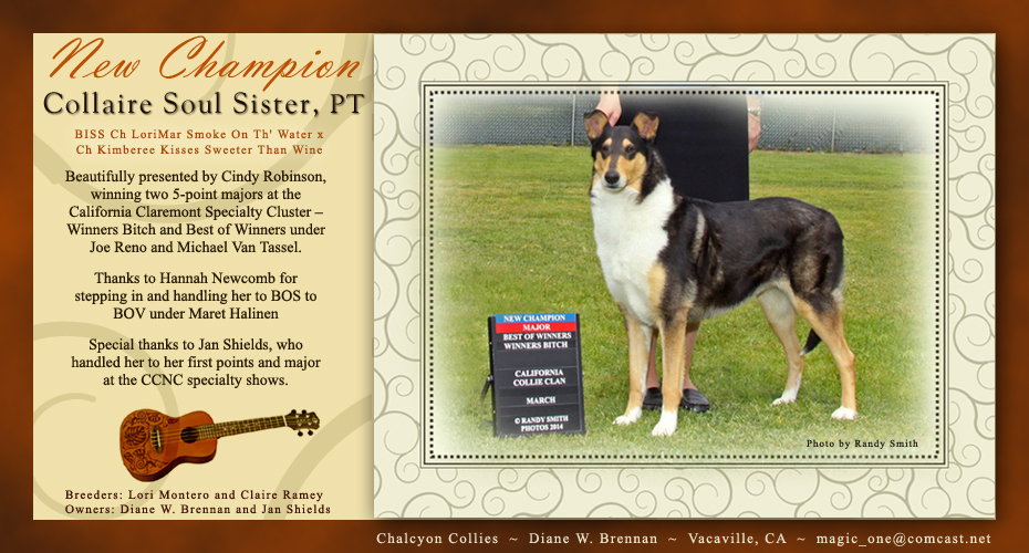 Chalcyon Collies -- CH Collaire Soul Sister, PT