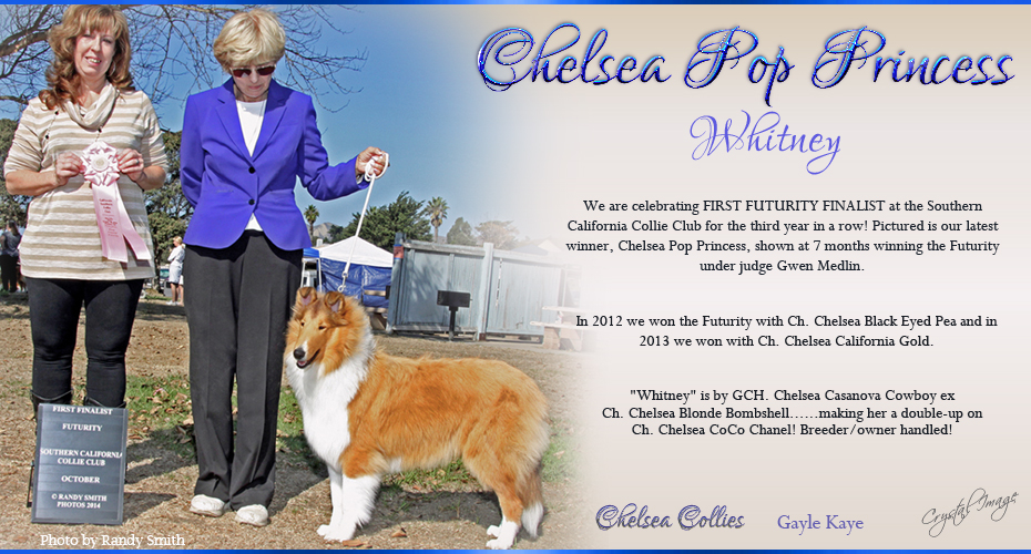 Chelsea Collies -- Chelsea Pop Princess