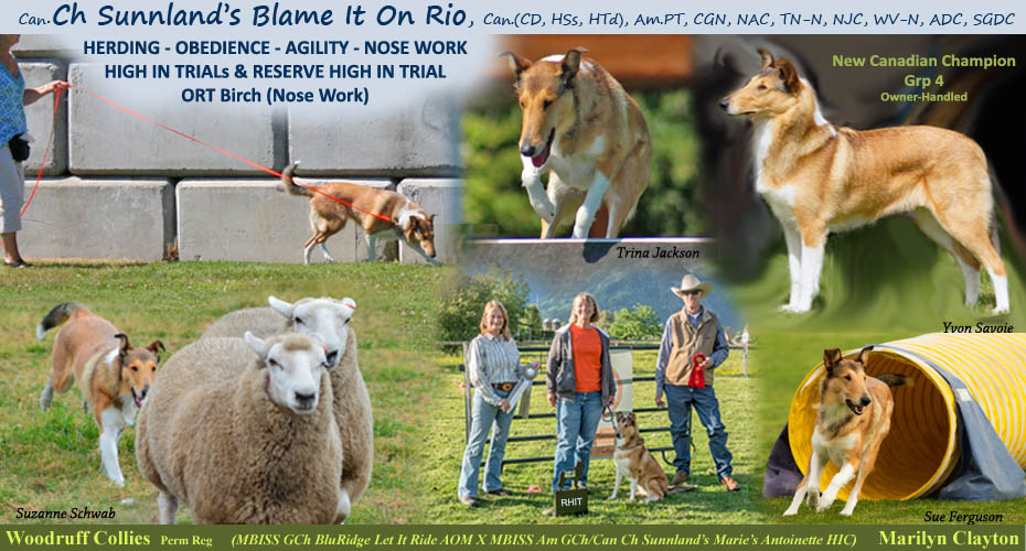 Woodruff Collies -- CAN CH Sunnlan's Blame It On Rio, CAN CD HSs HTd / Am CGN NAC Tn-N NJC WV-N ADC SGDC