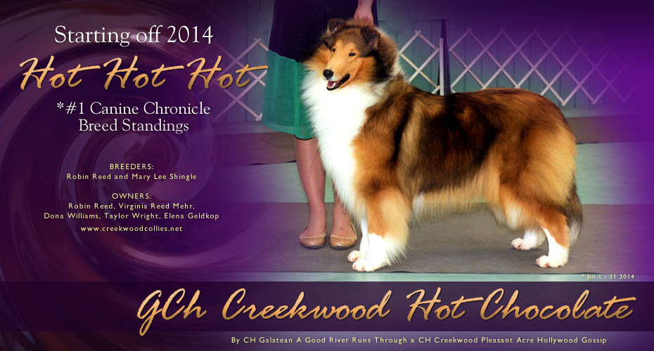 Creekwood Collies - GCH Creekwood Hot Chocolate
