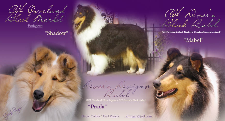 Decor Collies -- CH Overland Black Market, CH Decors Black Label and Decors Designer Label