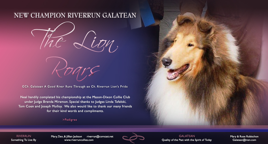 Riverrun Collies / Galatean Collies -- CH Riverrun Galatean The Lion Roars