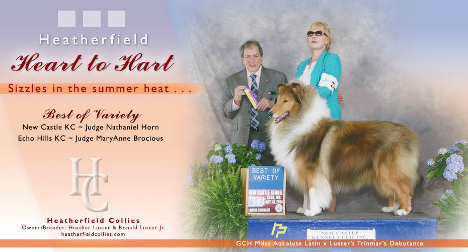 Heatherfield Collies -- Heatherfield Heart To Hart