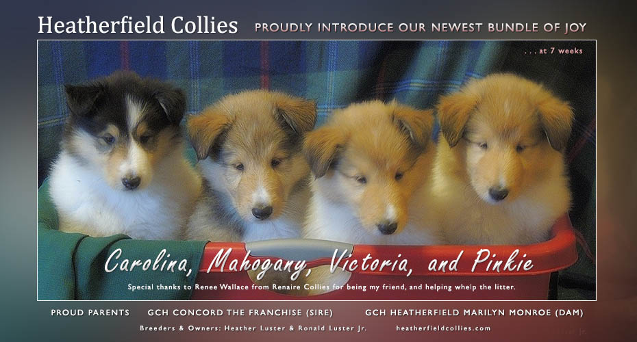 Heatherfield Collies 