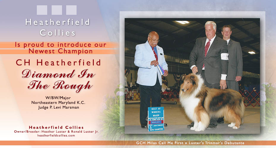 Heatherfield Collies -- CH Heatherfield Diamond In The Rough