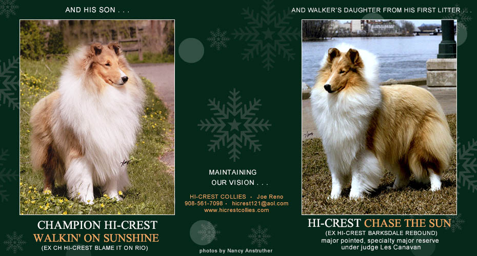 Hi-Crest Collies -- CH Hi-CrestWalkin' On Sunshine and Hi-Crest Chase The Sun