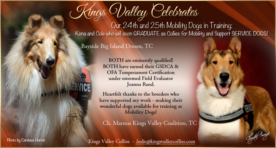 Kings Vallley Collies -- Mobility Dogs in Training