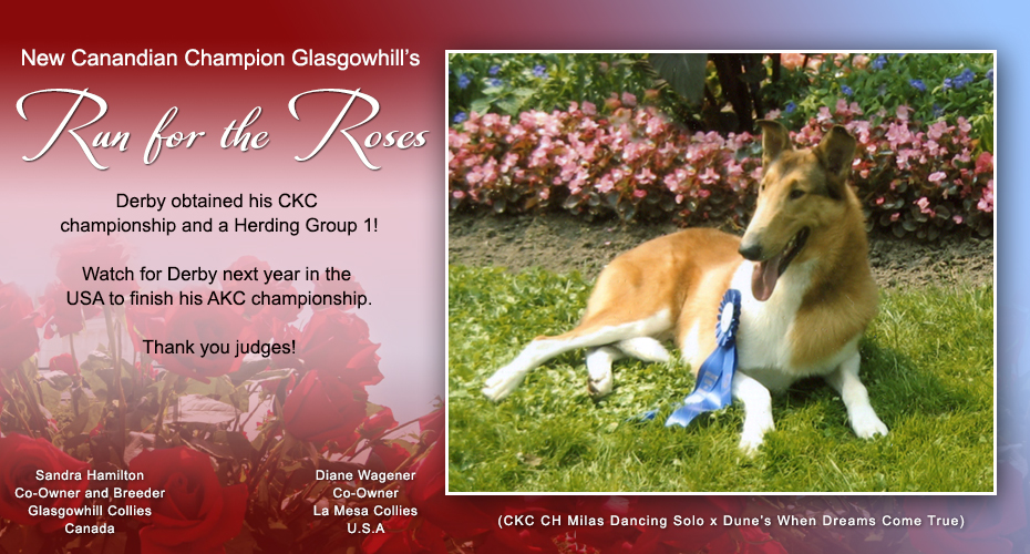 Kings Vallley Collies -- Glasgowhill Collies / La Mesa Collies -- CAN CH Glasgowhill's Run For The Roses