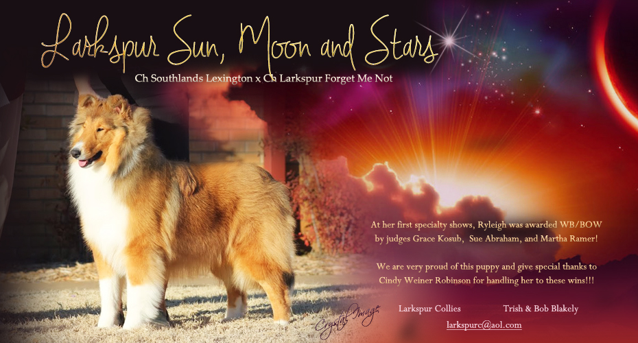 Larkspur Collies -- Larkspur Sun, Moon and Stars