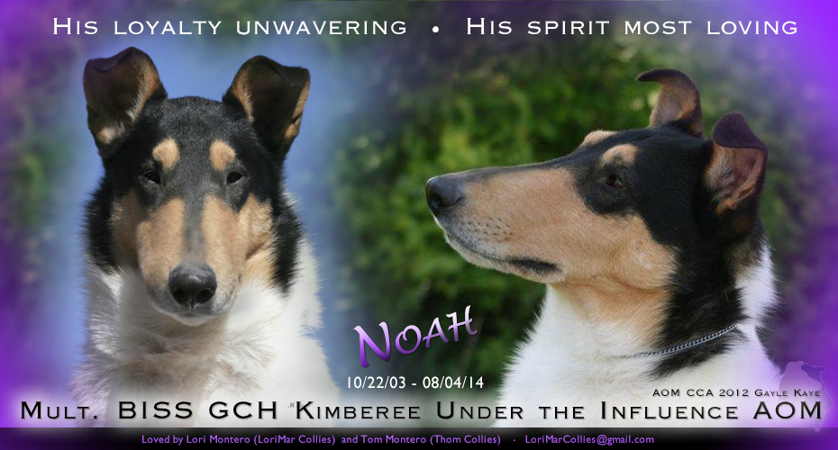 LoriMar Collies / Thom Collies -- In Loving Memory of GCH Kimberee Under The Influence