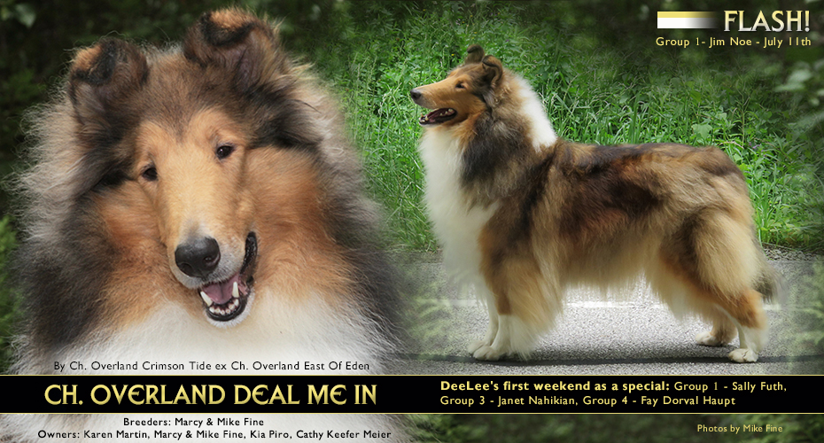 Cadenza Collies / Marchello Collies / Overland Collies -- CH Overland Deal Me In