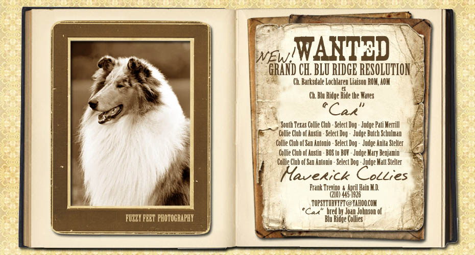 Maverick Collies -- GCH Blu Ridge Resolution