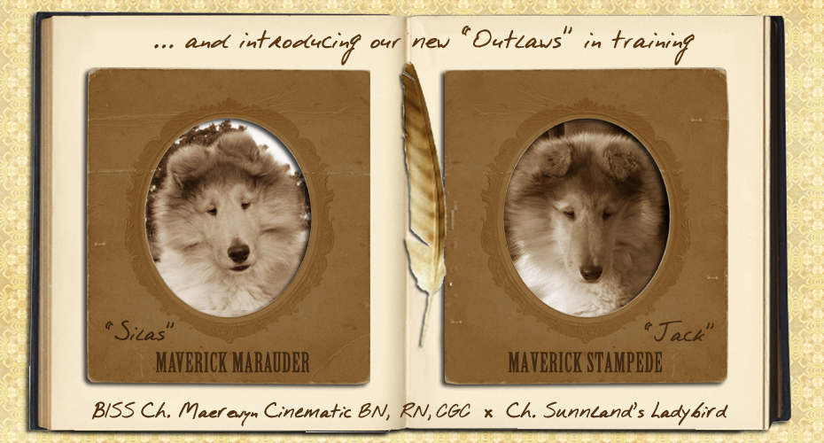 Maverick Collies -- Maverick Marauder and Marverick Stampede