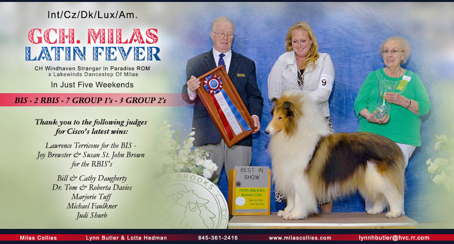 Milas Collies -- INT/CZ/DK/LUX AM GCH Milas Latin Fever