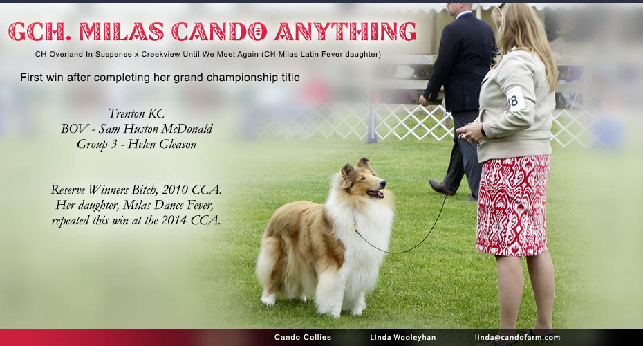 Cando Collies / Milas Collies -- GCH Milas Cando Anything