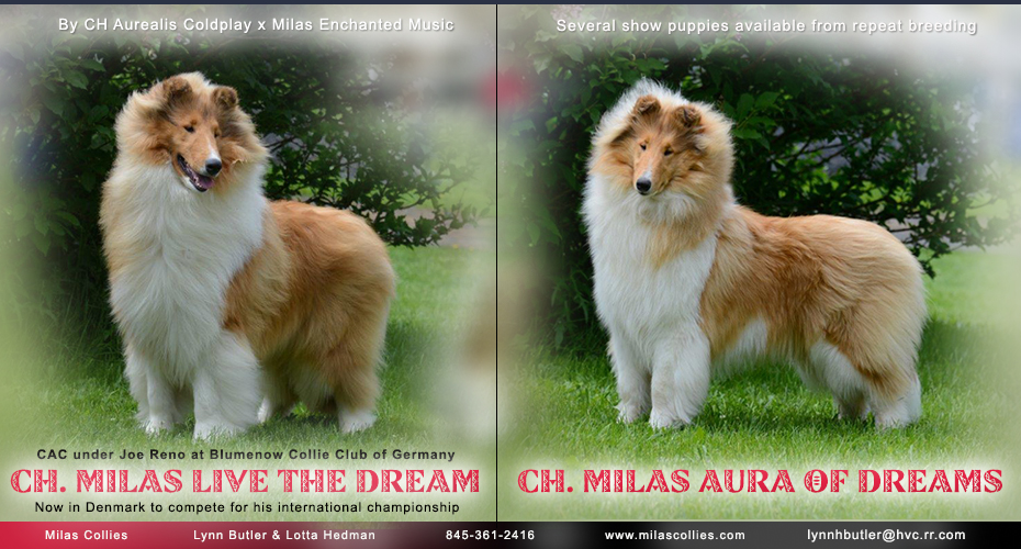 Milas Collies --  CH Milas Live The Dream and Ch Milas Aura Of Dreams