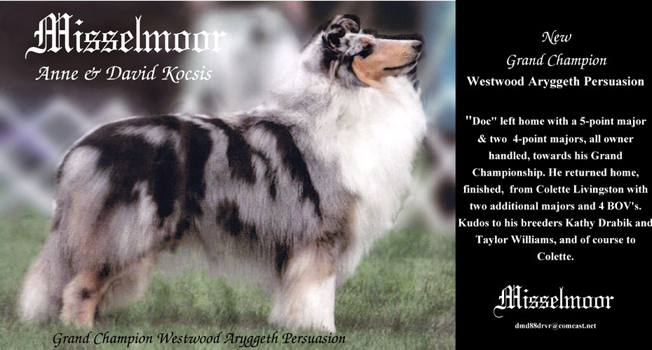 Misselmoor Collies -- GCH Westwood Aryggeth Persuasion