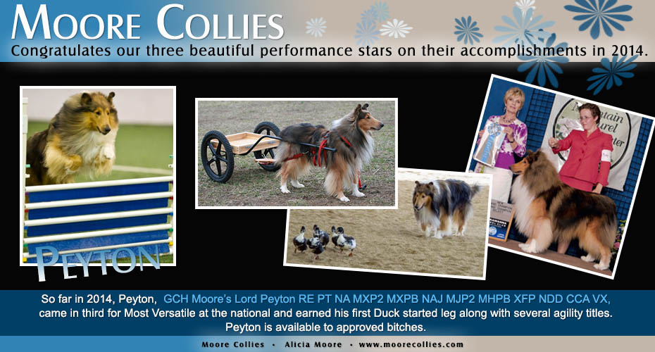 Moore Collies -- GCH Moore&rsquo;s Lord Peyton RE PT NA MXP2 MXPB NAJ MJP2 MHPB XFP NDD CCA VX