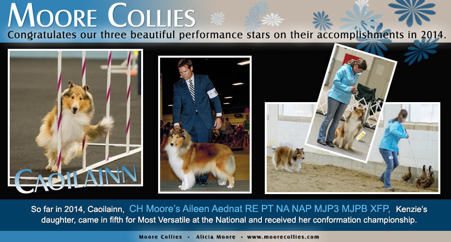 Moore Collies -- CH Moore&rsquo;s Aileen Aednat RE PT NA NAP MJP3 MJPB XFP