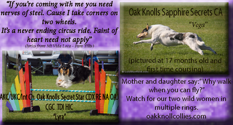 Oak Knoll Collies -- AKC/UKC/Int CH Oak Knolls Secret Star CDX RE NA OAJ CGC TDI HIC and Oak Knolls Sapphire Secrets CA