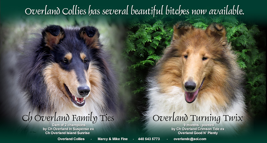 Overland Collies -- CH Overland Family Ties and Overland Turning Twix