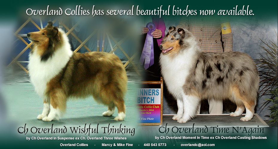 Overland Collies -- CH Overland Wishful Thinking and CH Overland Time N' Again