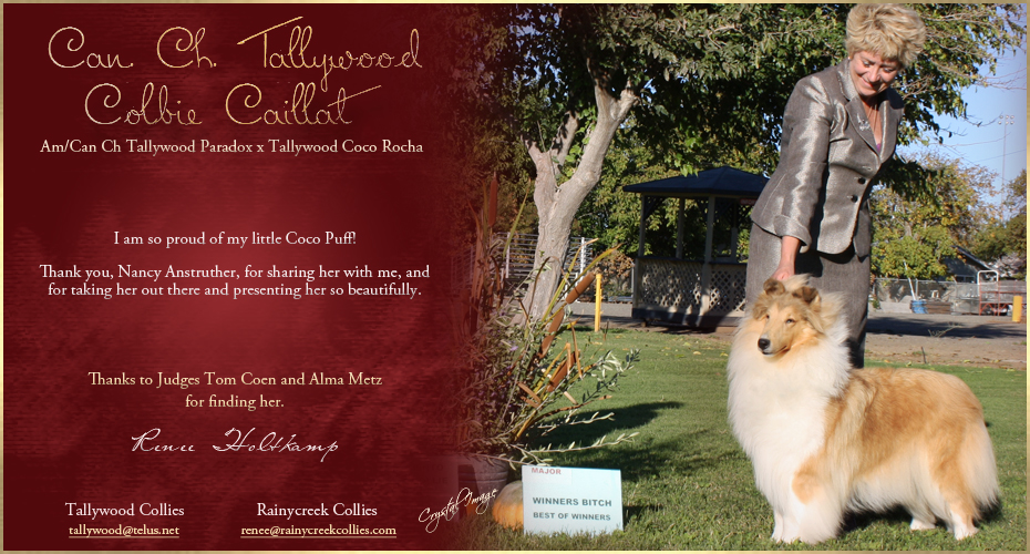 Tallywood Collies /  Rainycreek Collies -- CAN CH Tallywood Colbie Caillat