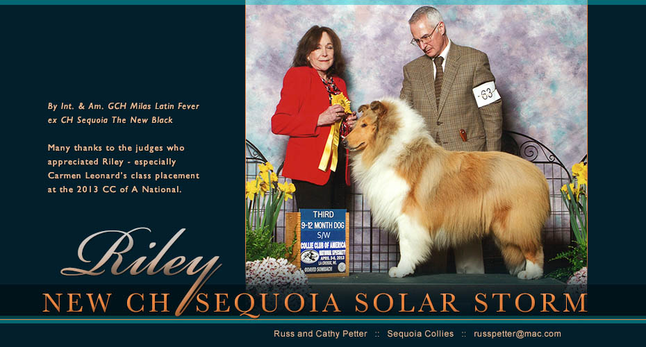 Sequoia Collies -- CH Sequoia Solar Storm